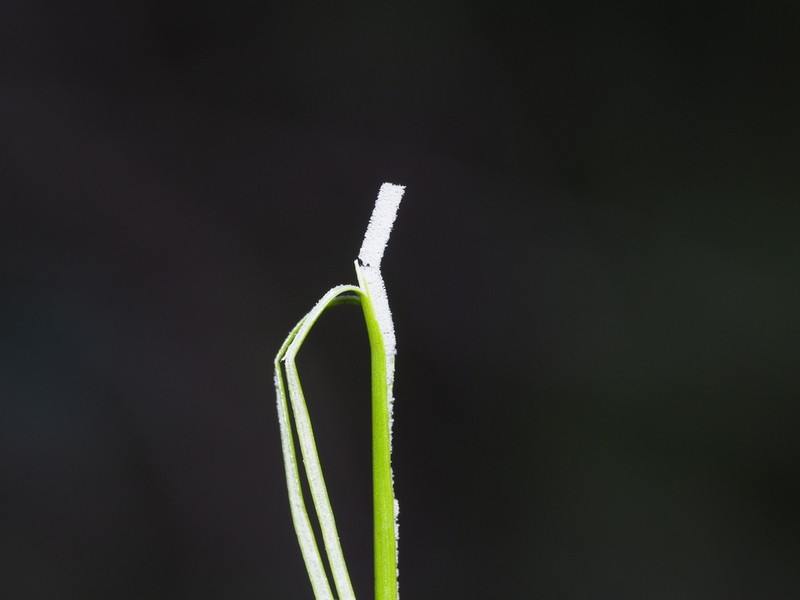 Juncus setchuensis