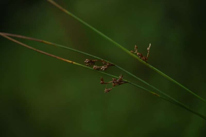 Juncus setchuensis photo 2