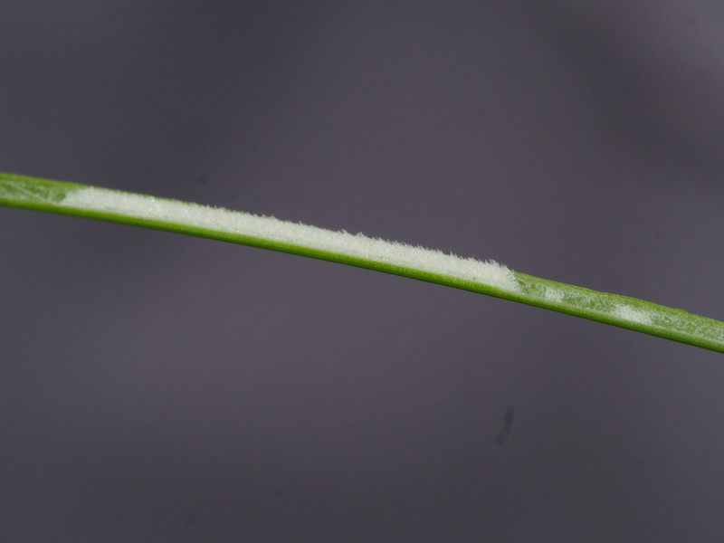 Juncus setchuensis photo 3