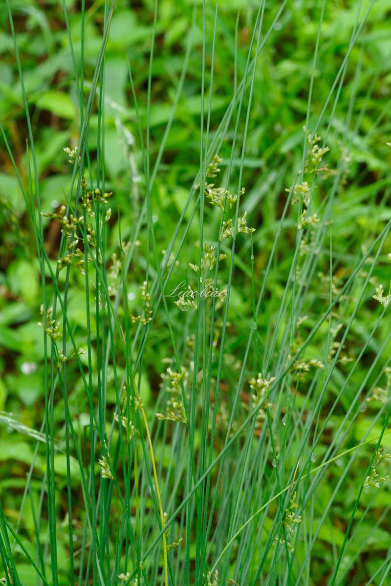 Juncus setchuensis photo 4