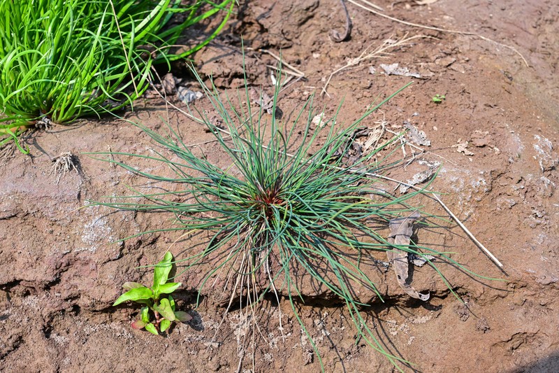 Juncus setchuensis photo 5