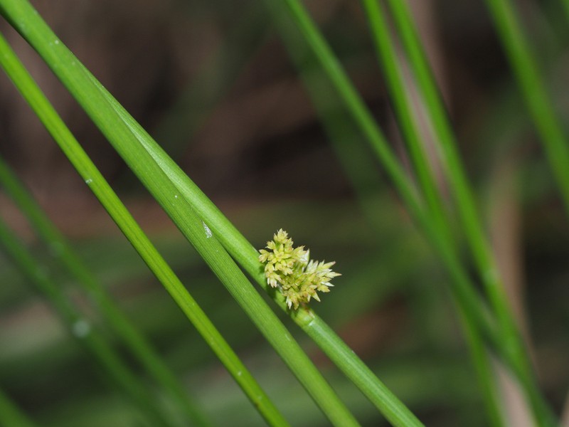 Juncus setchuensis photo 6