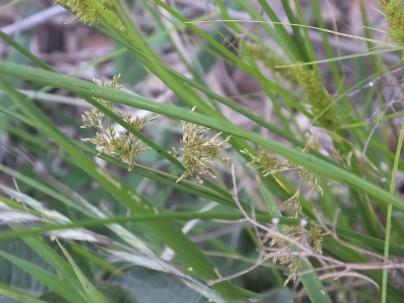 Juncus setchuensis photo 7
