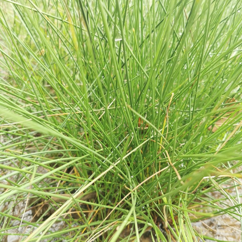 Juncus setchuensis photo 8