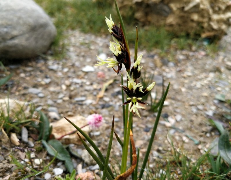 Juncus sikkimensis