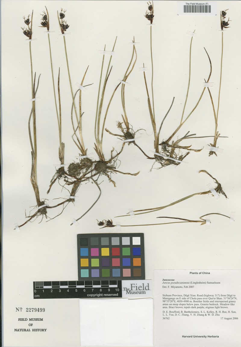 Juncus sikkimensis photo 5