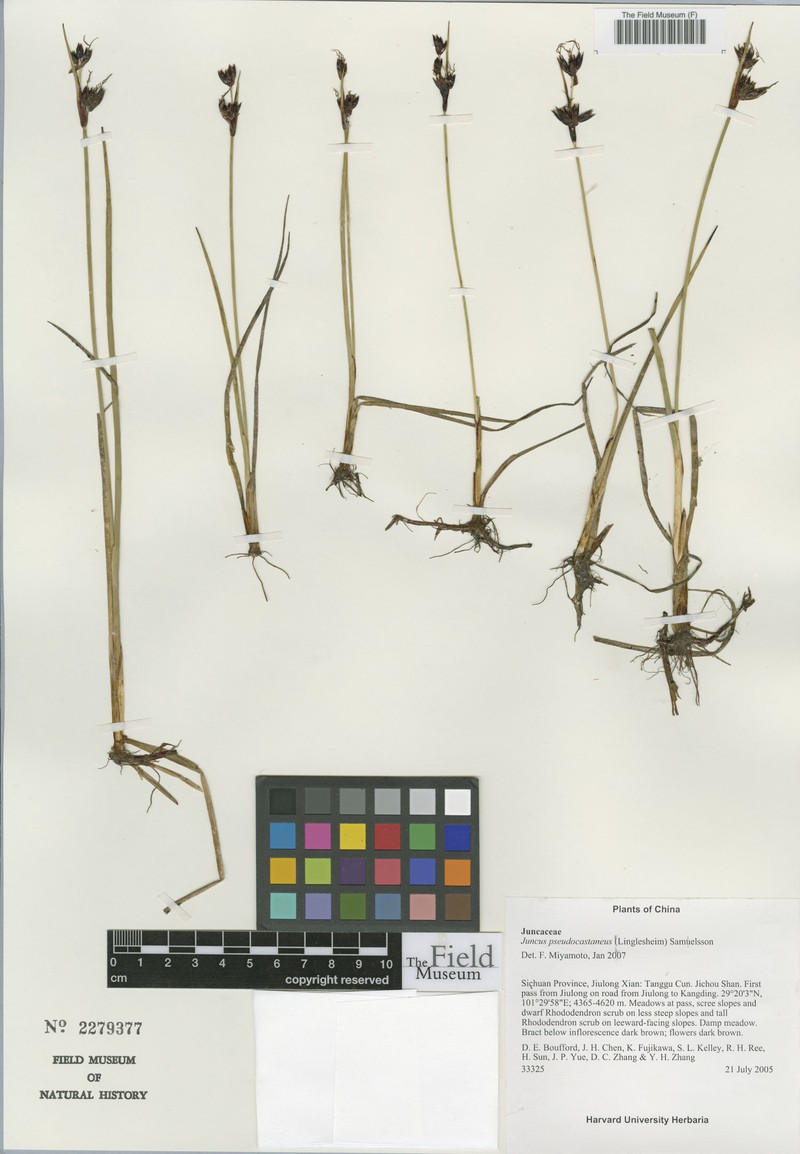 Juncus sikkimensis photo 6