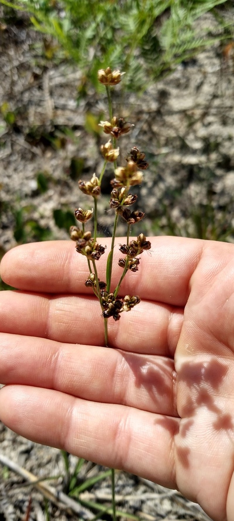 Juncus snowii