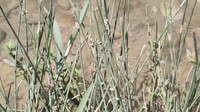 Juncus socotranus