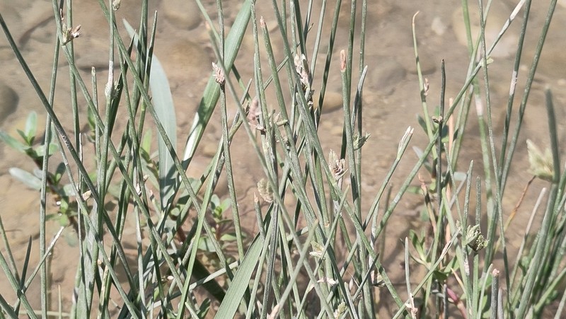 Juncus socotranus