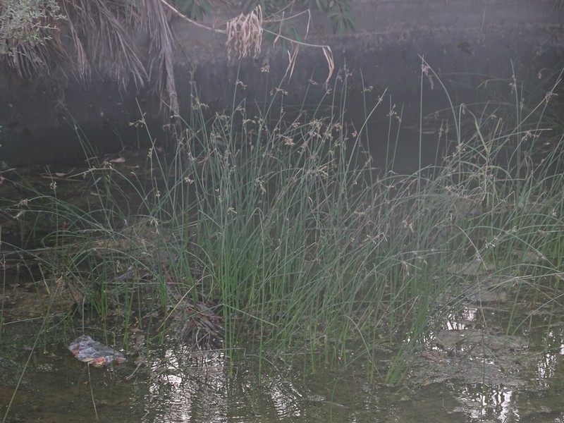 Juncus socotranus photo 2