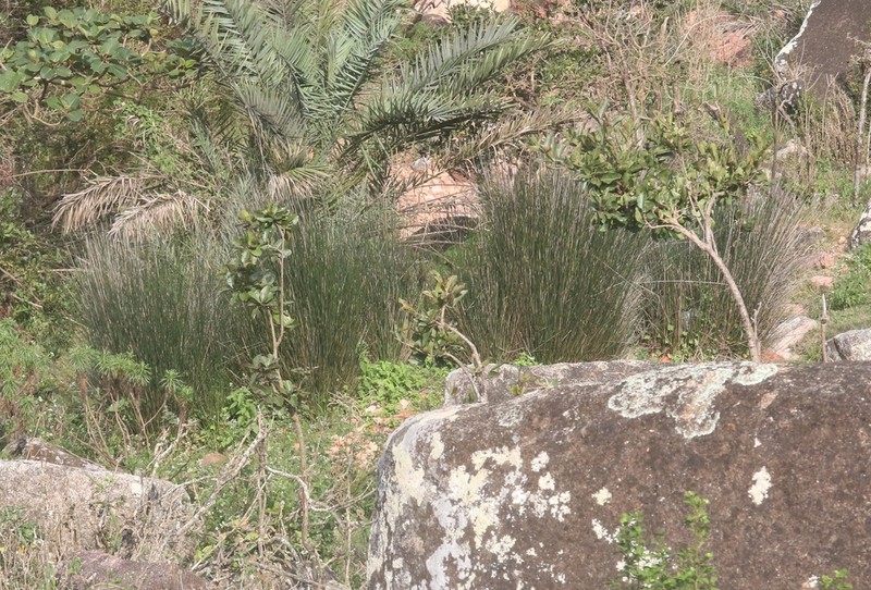 Juncus socotranus photo 3