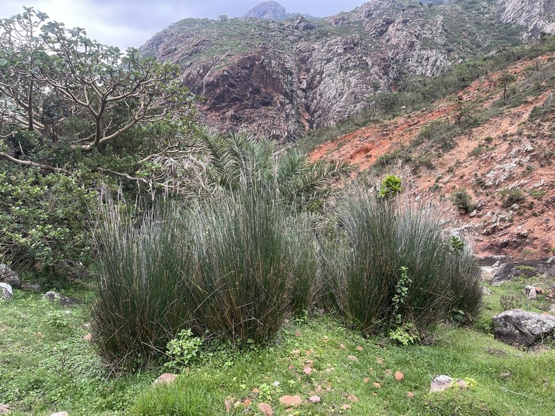 Juncus socotranus photo 4