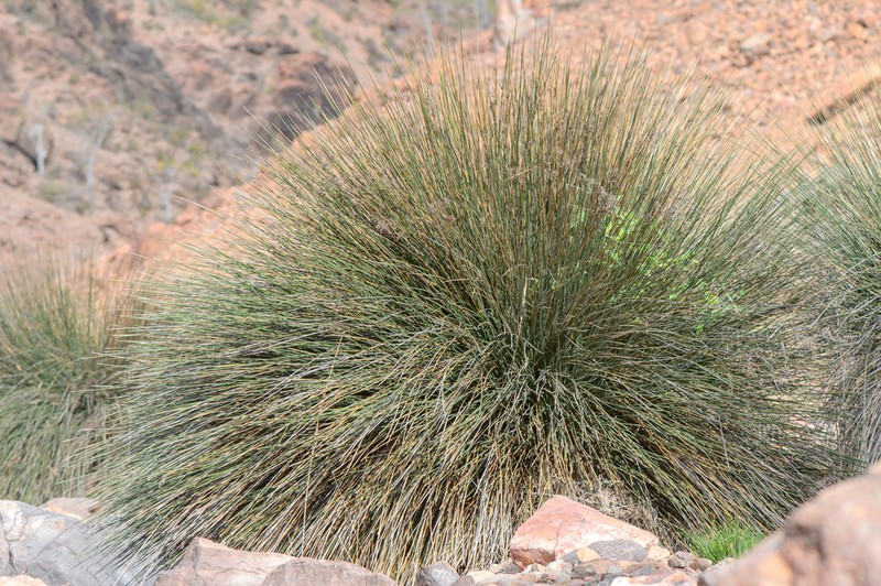 Juncus socotranus photo 5