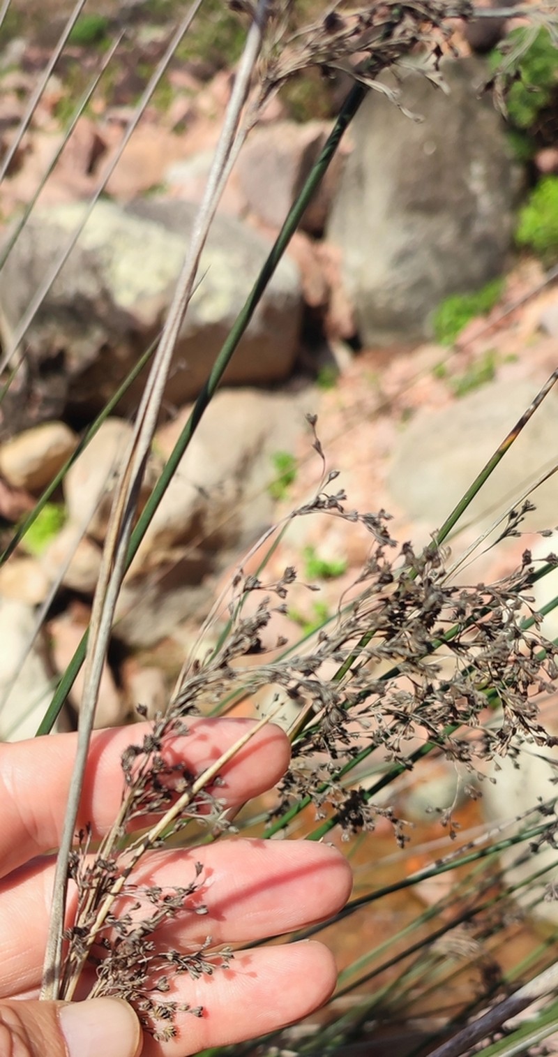 Juncus socotranus photo 7
