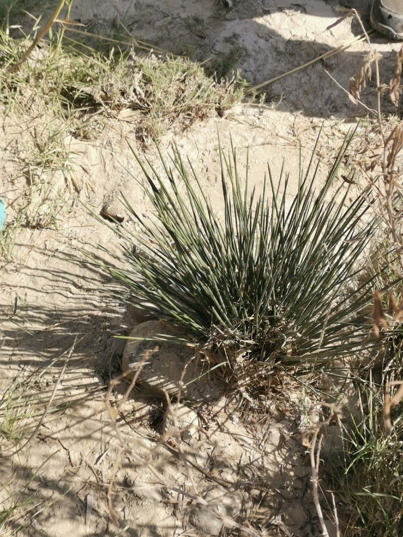 Juncus socotranus photo 8