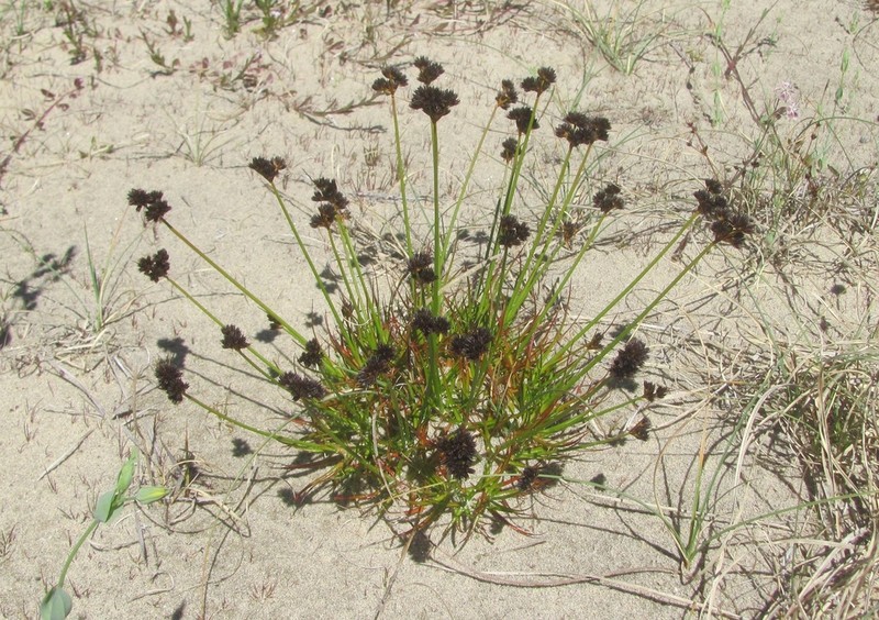 Juncus sonderianus