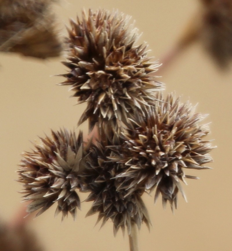 Juncus sonderianus photo 2