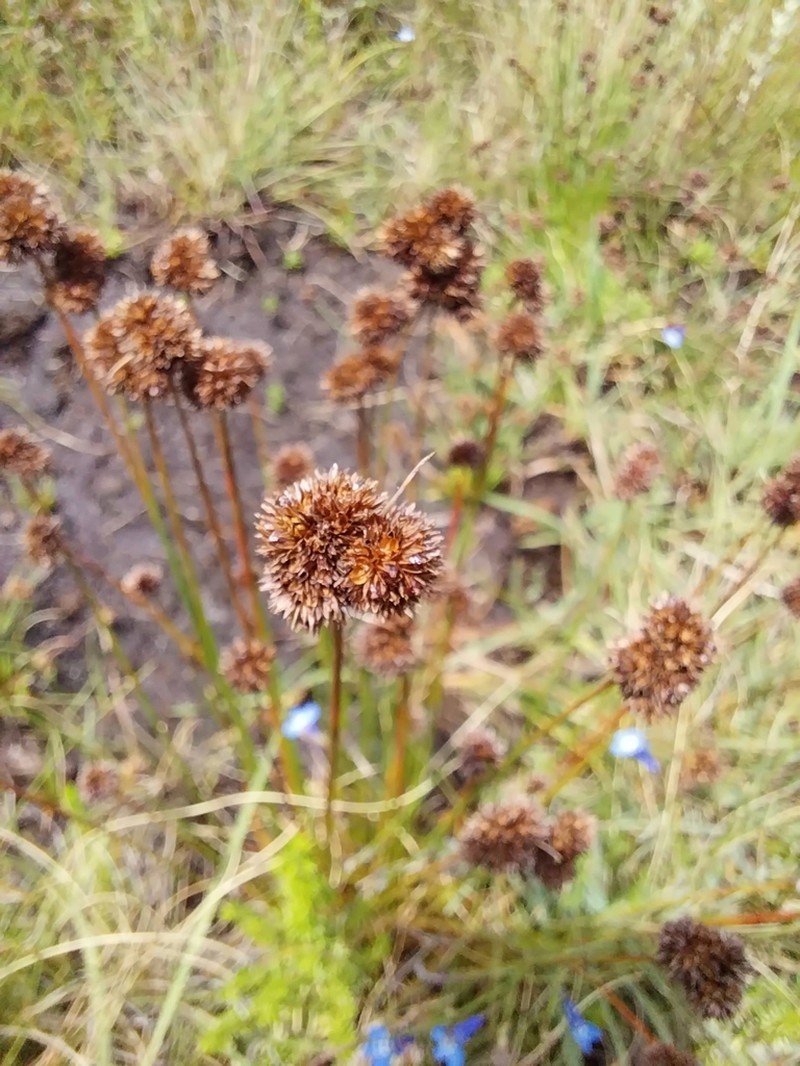 Juncus sonderianus photo 3