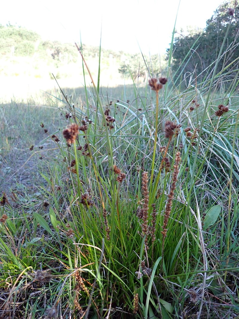 Juncus sonderianus photo 4
