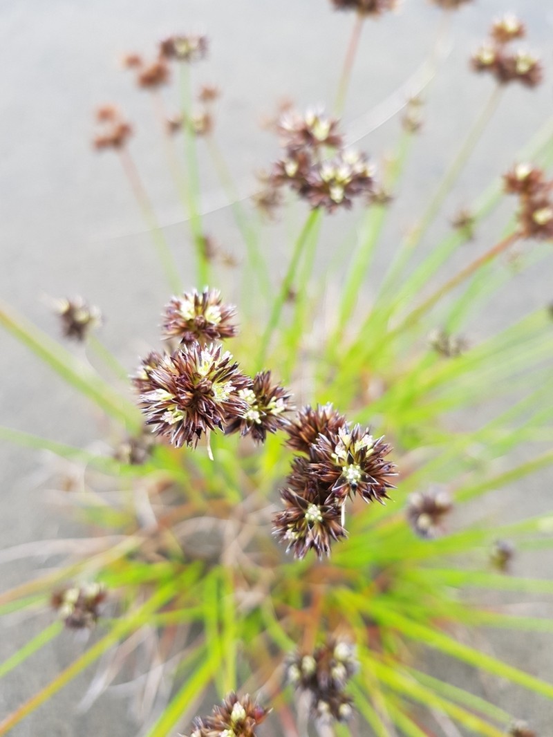 Juncus sonderianus photo 5