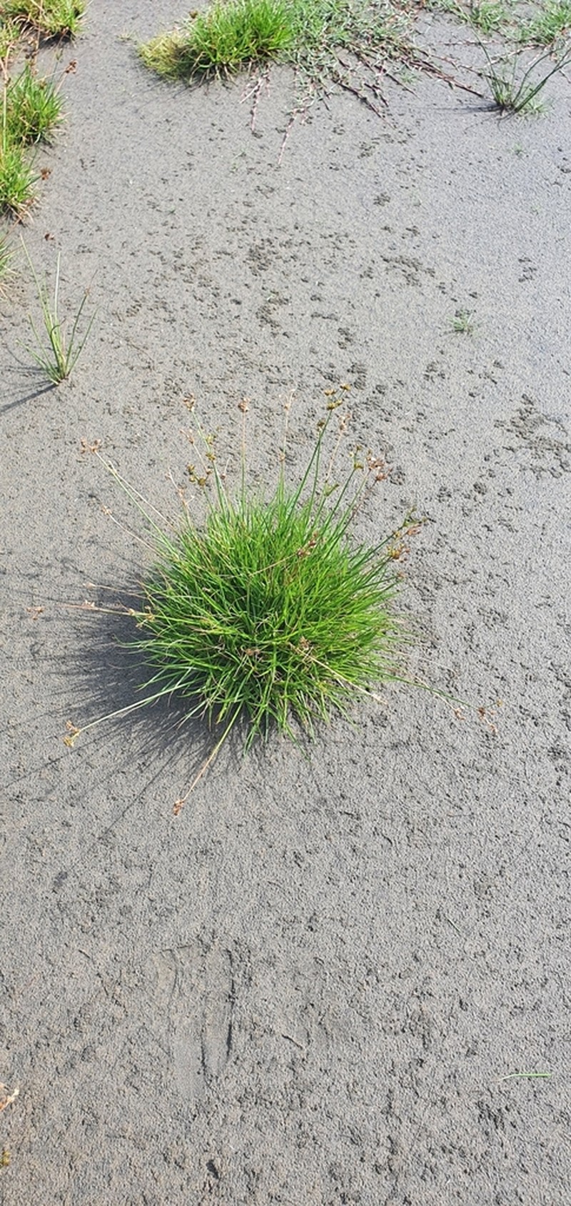 Juncus sonderianus photo 6