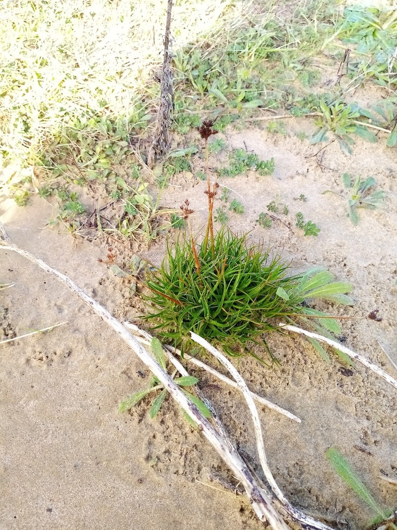Juncus sonderianus photo 8