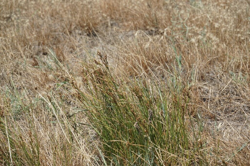 Juncus soranthus photo 2