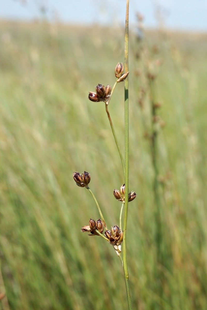 Juncus soranthus photo 3