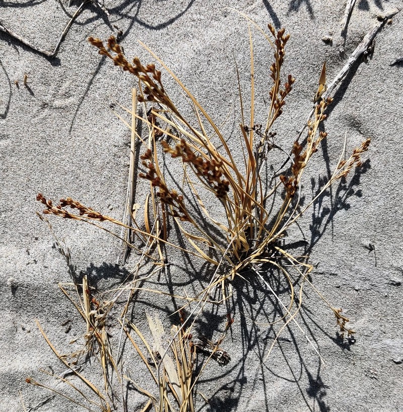 Juncus soranthus photo 4