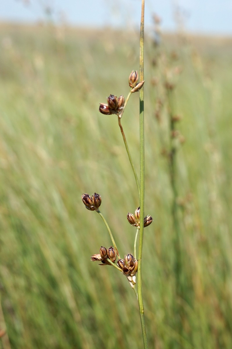 Juncus soranthus photo 5