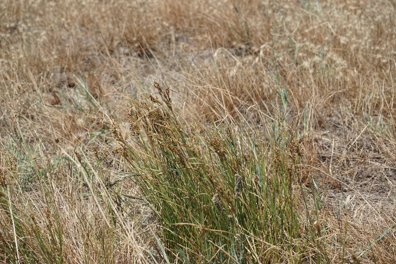 Juncus soranthus photo 6