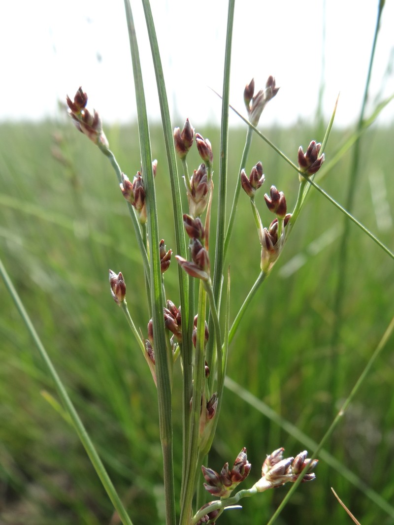 Juncus soranthus photo 7