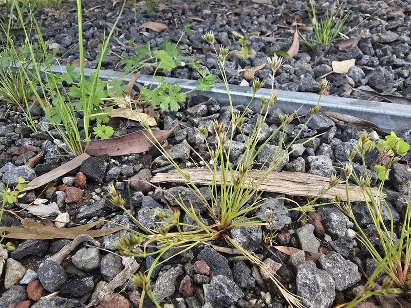 Juncus sorrentinoi