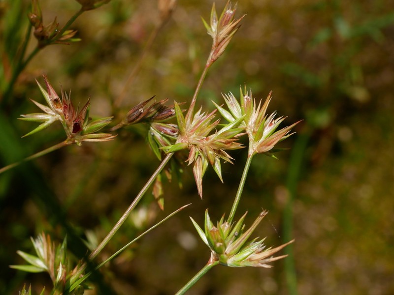 Juncus sorrentinoi photo 2