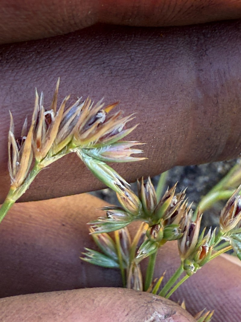 Juncus sorrentinoi photo 3
