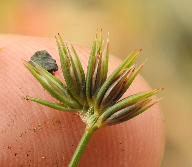 Juncus sorrentinoi photo 4