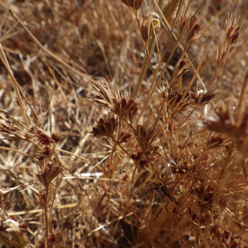 Juncus sorrentinoi photo 5
