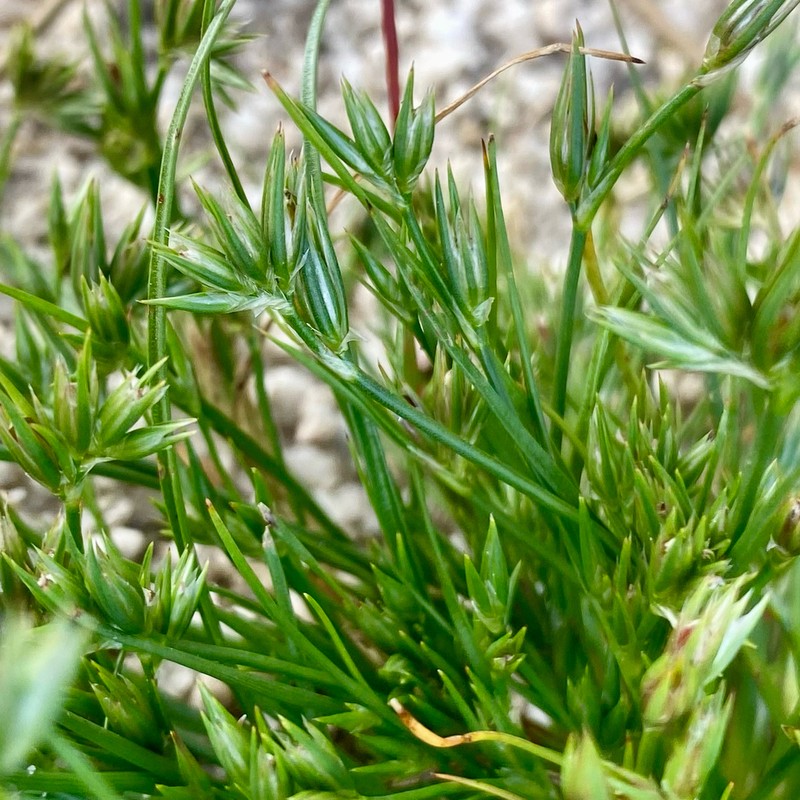 Juncus sorrentinoi photo 6