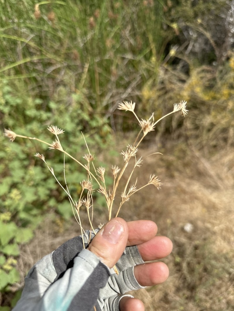 Juncus sorrentinoi photo 7