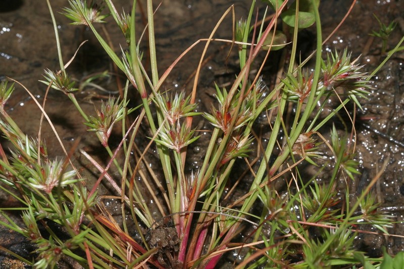 Juncus sorrentinoi photo 8