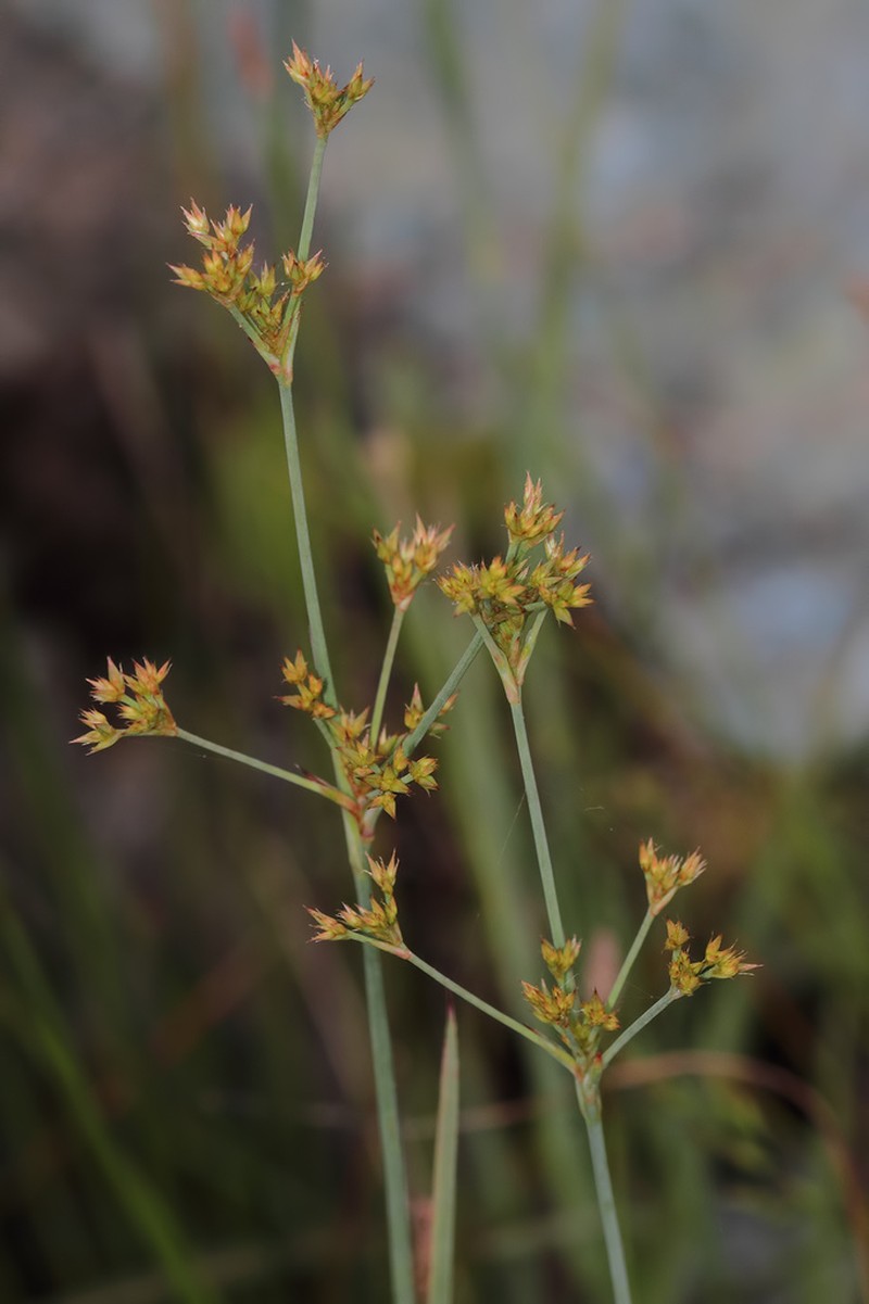 Juncus sparganiifolius