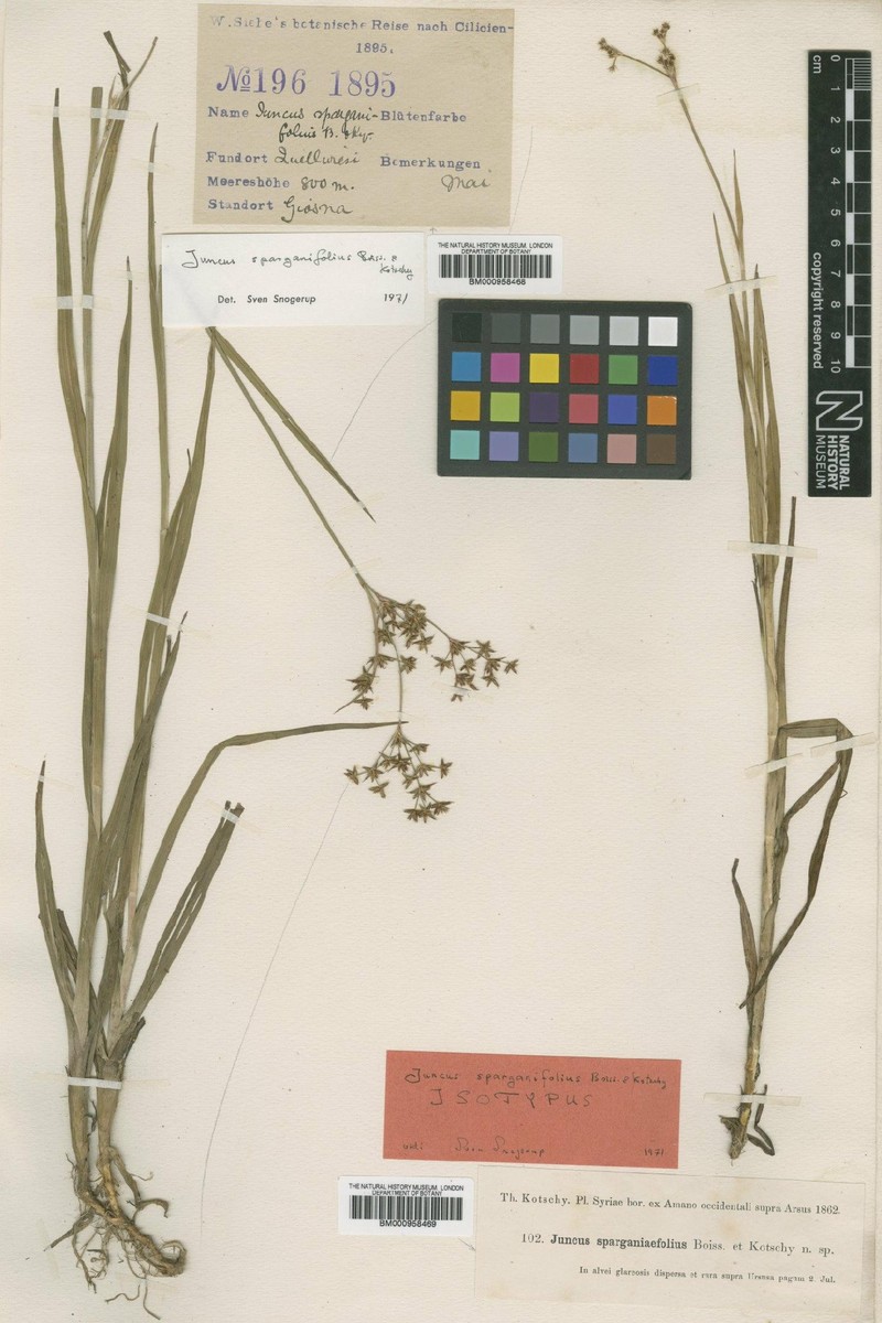Juncus sparganiifolius photo 3