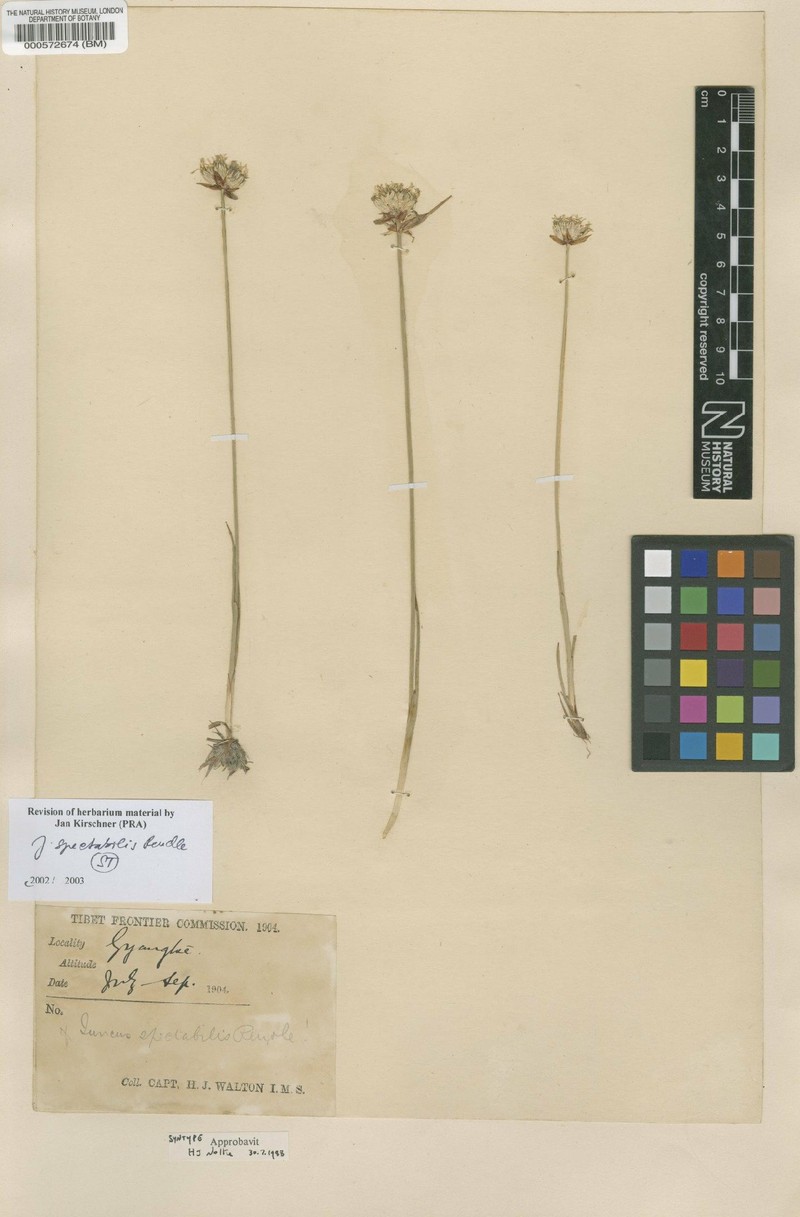 Juncus spectabilis