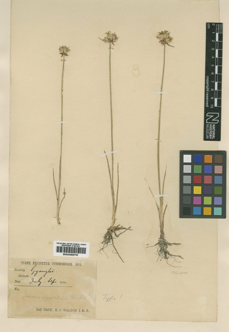 Juncus spectabilis photo 2