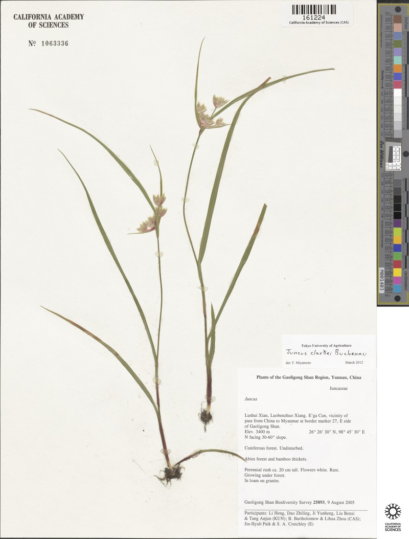 Juncus sphacelatus