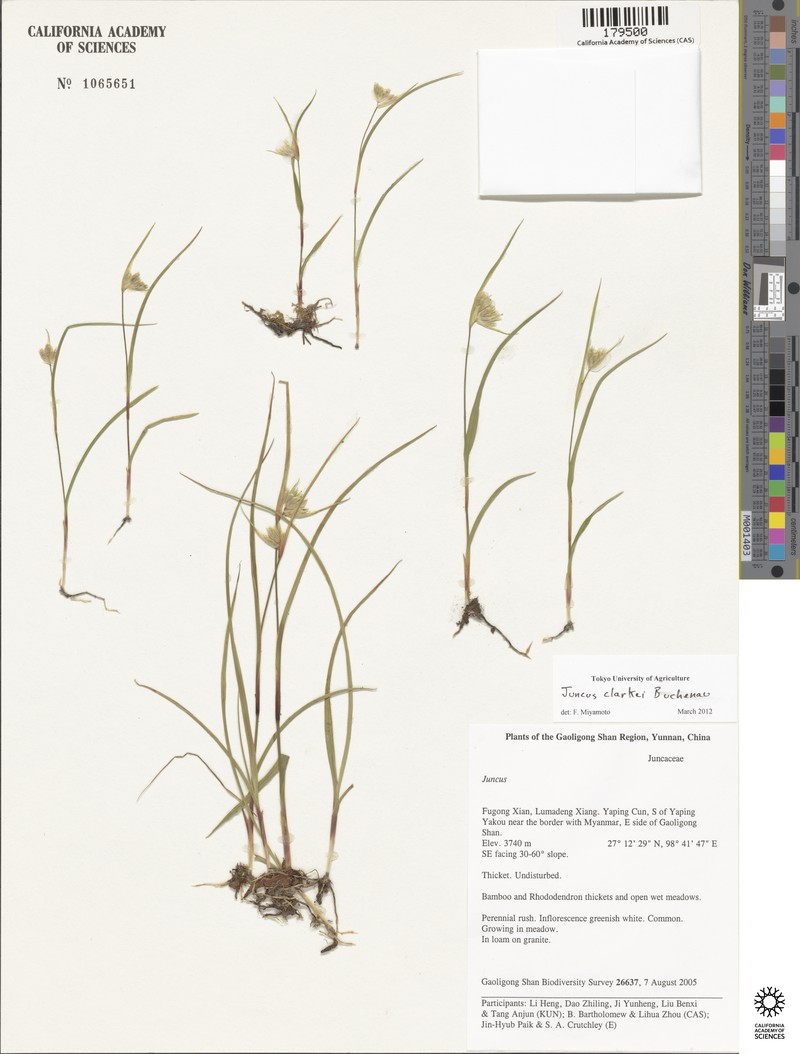 Juncus sphacelatus photo 2