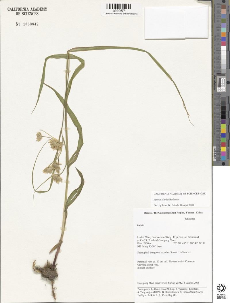 Juncus sphacelatus photo 3