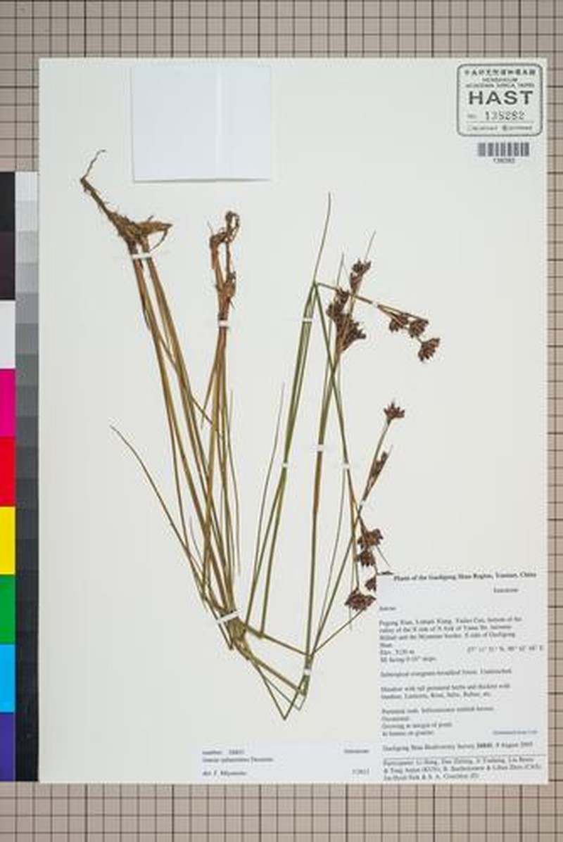 Juncus sphacelatus photo 4