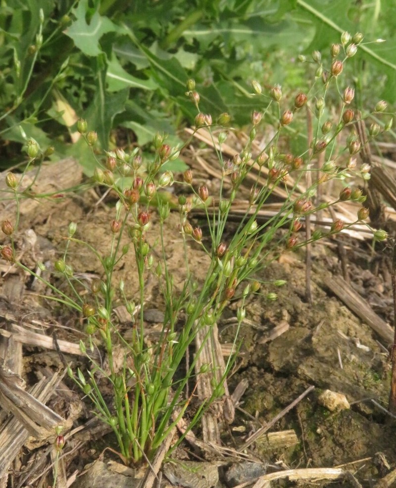Juncus sphaerocarpus